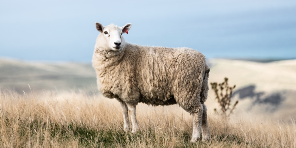 Glückliches Schaf auf der Weide gibt heilsame Milch