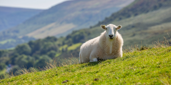 Glückliches Schaf auf der grünen Weide