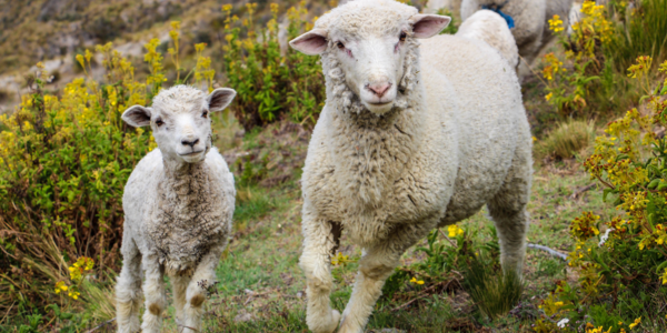 Glückliche Schafe geben gesunde Milch für unsere Seifen